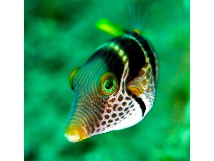 Canthigaster valentini 1
