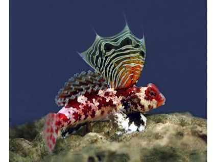 synchiropus marmoratus2