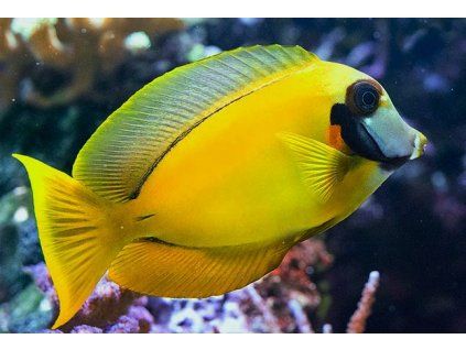 acanthurus pyroferus4