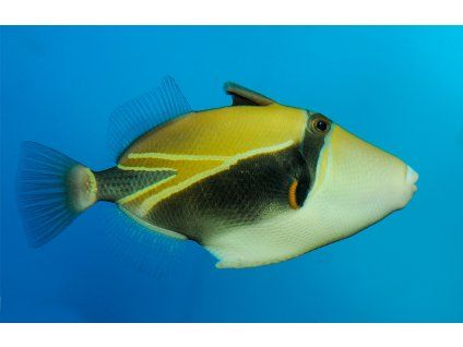 Rhinecanthus rectangulus