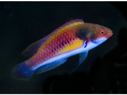 Cirrhilabrus ryukyuensis1