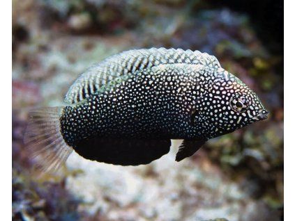 Macropharyngodon negrosensis1