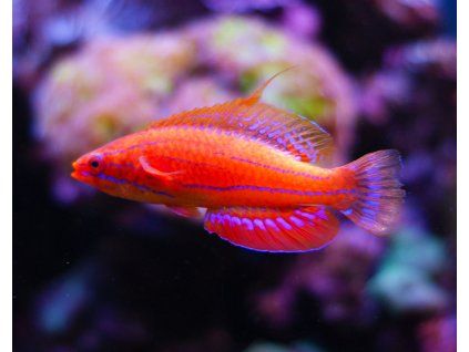 Paracheilinus carperteri1