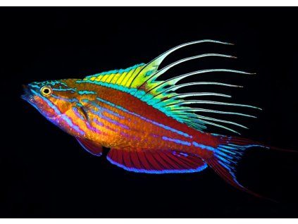 Paracheilinus filamentosus1