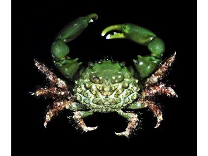 Mithraculus sculptus1