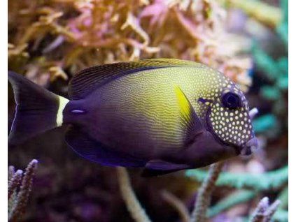 Acanthurus maculiceps6