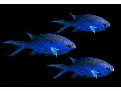 Chromis cyanea3