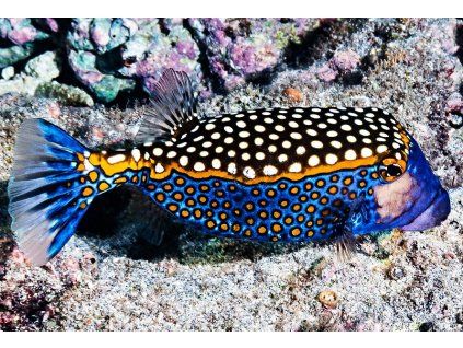 meleagris male3a
