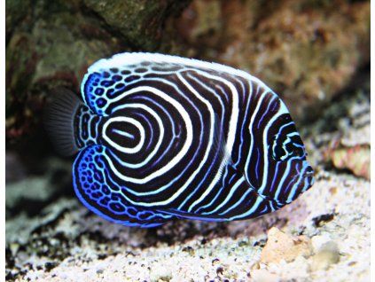 Pomacanthus imperator