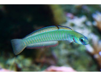 ptereleotris zebra 4265