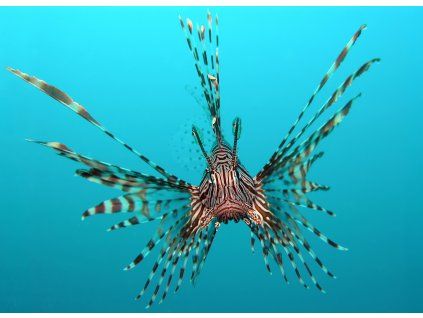 Pterois volitans Manado e edit