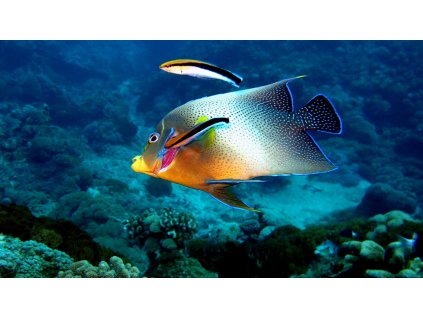 Labroides dimidiatus by Vincent C. Chen