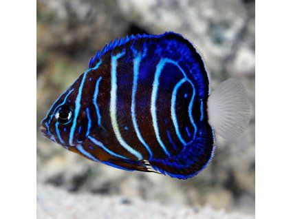 p.AnnularisAngelfish