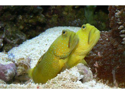 Cryptocentrus cinctus pair