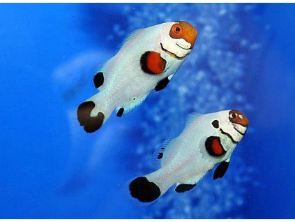 a. ocellaris w.w. pair