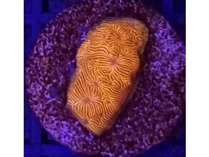 Leptoseris ORANGE ULTRA