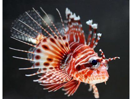 pterois paucispinula 3