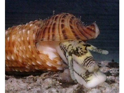 cerithium echinatum1