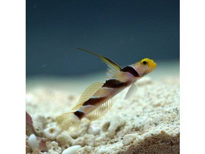 Stonogobiops nematodes