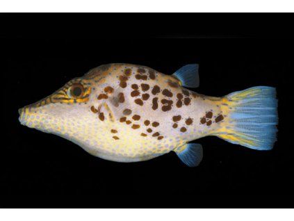 CanthigasterLeoparda1