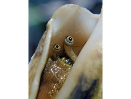 strombus marginatus4