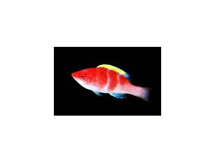 cirrhilabrus flavidorsalis1