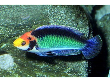 cirrhilabrus solorensis1