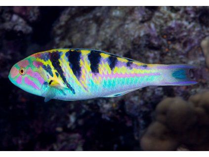 Thalassoma hardwicke3