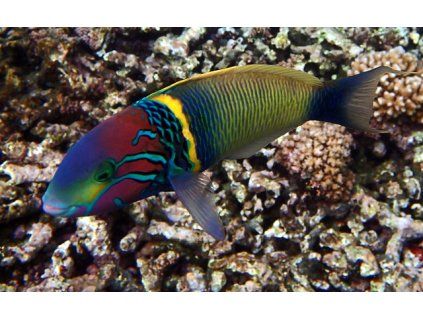 Thalassoma hebraicum1