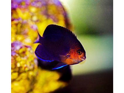 centropyge flavicauda1