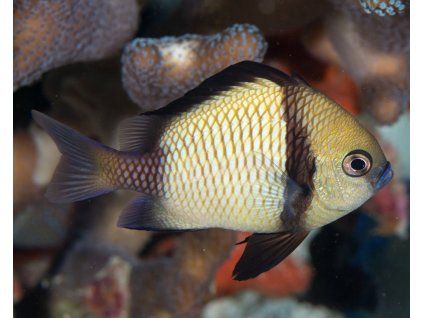 dascyllus reticulatus3