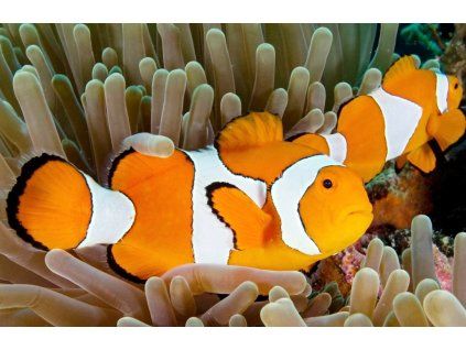 amphyprion ocellaris bali1