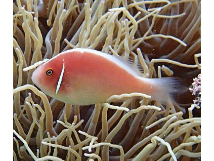 amphiprion perideraion 5