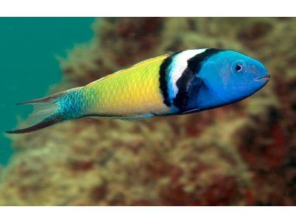 thalassoma bifasciatum2