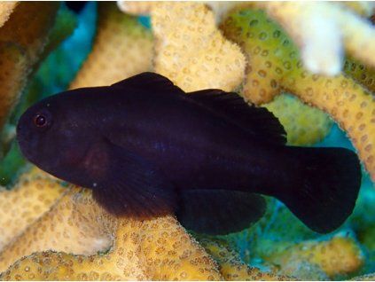 gobiodon acicularis3