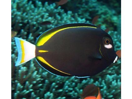 acanthurus nigricans3