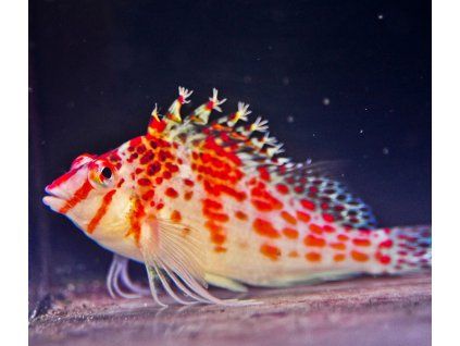 cirrhitichthys falco1