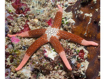 nardoa novaecaledoniae