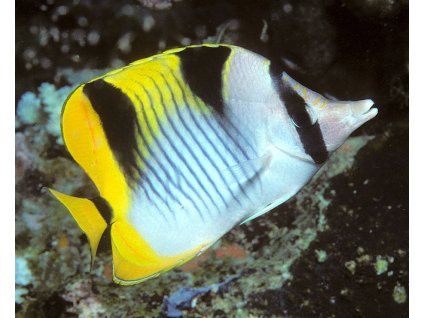 chaetodon falcula 1