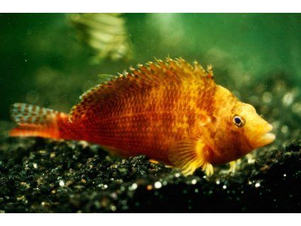 oxycirrhites bleekeri1