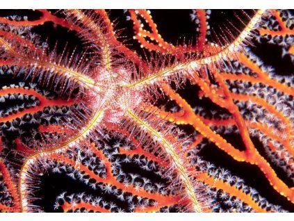 Ophiothrix purpurea3