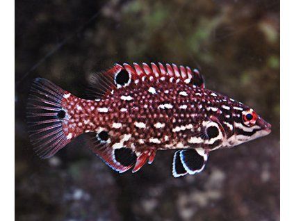 Bodianus diana3