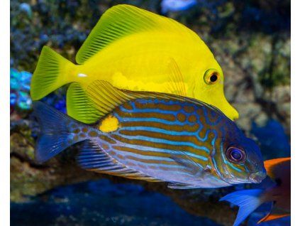 siganus lineatus4