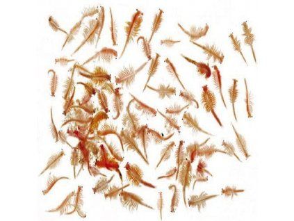live brine shrimp 1