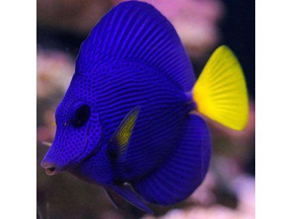 zebrasoma xanthurum1