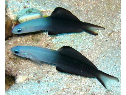 Ptereleotris evides3