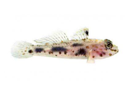 Fusigobius pallidus2