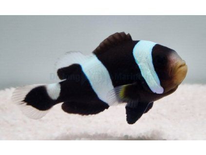 amphiprion polymnus1