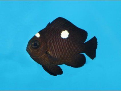dascyllus trimaculatus1