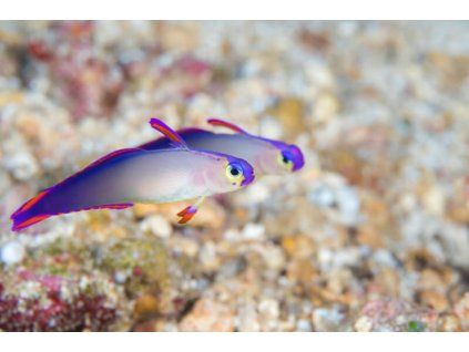 Two Nemateleotris decora